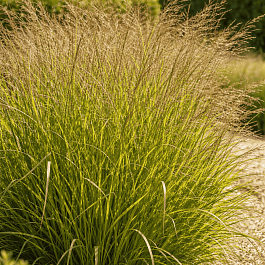 Просо прутьевидное Squaw