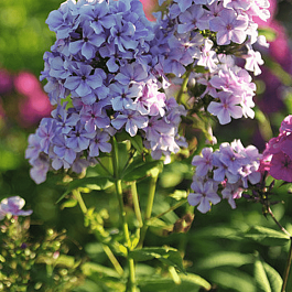 Флокс метельчатый Ордынка