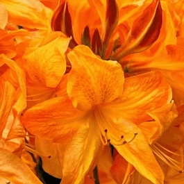 Азалия крупноцветковая Arneson Gem