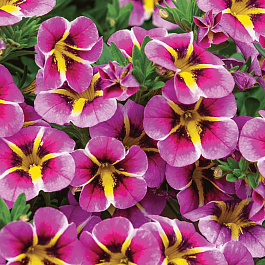 Калибрахоа Rave Pink Hawaii