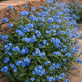 Незабудка BR Blue