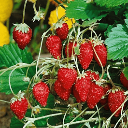 Земляника альпийская Барон Солемахер
