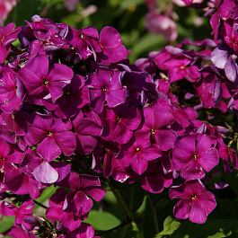 Флокс метельчатый Дюстерлое