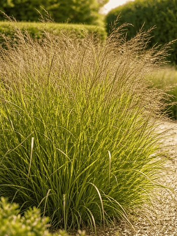 Просо прутьевидное Squaw