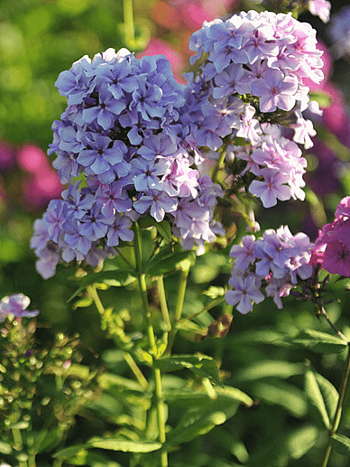 Флокс метельчатый Ордынка