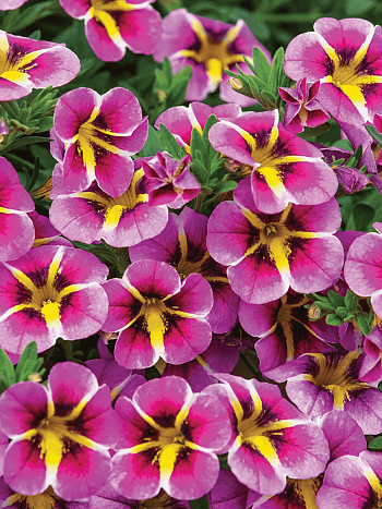 Калибрахоа Rave Pink Hawaii