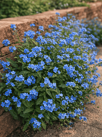 Незабудка BR Blue