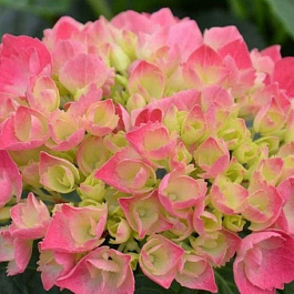 Гортензия крупнолистовая Шоне Бауцнерин