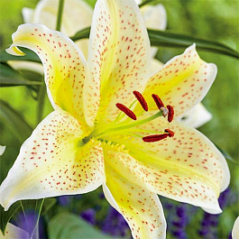 Лилия восточная Тайгермун