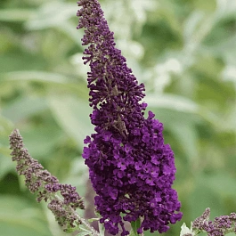 Буддлея давида African Queen