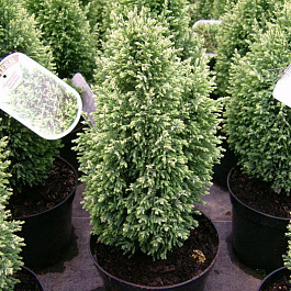 Кипарисовик Лавсона Эльвудс Вайт Кипарисовик Лавсона Эльвудс Вайт