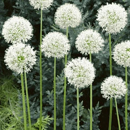 Лук декоративный Mount Everest