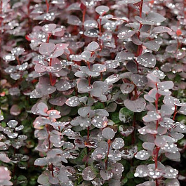 Барбарис Тунберга Чоколэт Саммэ