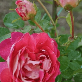 Роза грандифлора Дина