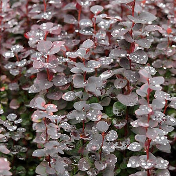 Барбарис Тунберга Чоколэт Саммэ