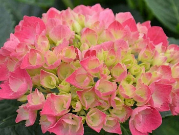 Гортензия крупнолистовая Шоне Бауцнерин