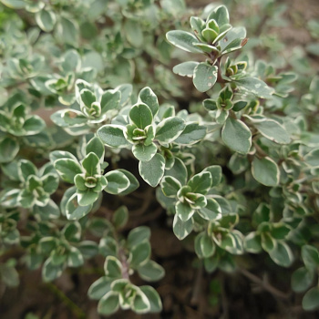 Тимьян (Чабрец, Чабер) лимоннопахнущий Variegated Leaves