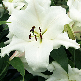 Лилия ОТ-гибрид Вилла Бланка