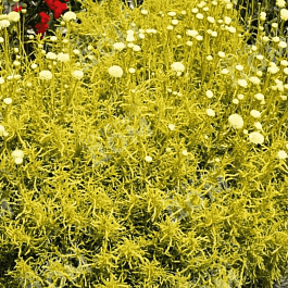 Сантолина розмаринолистная Lemon Fizz