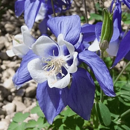 Аквилегия вееровидная Spring Magic Blue And White