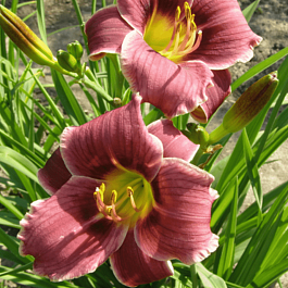 Лилейник Little Missy