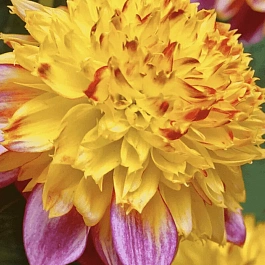 Георгина Boogie Woogie