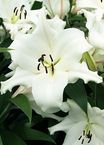 Лилия ОТ-гибрид Вилла Бланка