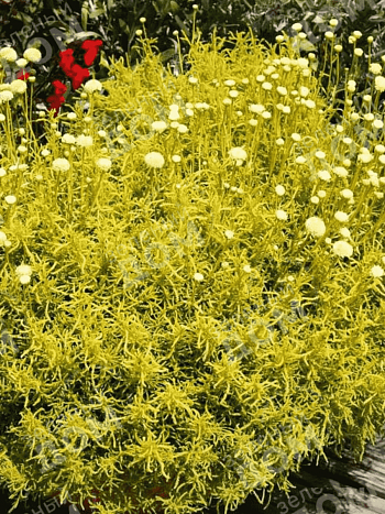 Сантолина розмаринолистная Lemon Fizz