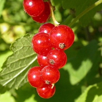 Смородина красная Задунайская