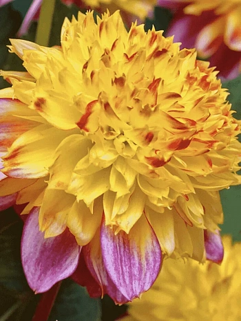 Георгина Boogie Woogie