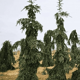 Ель обыкновенная Rothenhaus