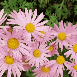 Хризантема корейская Клара Кертис