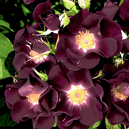 Роза Плетистая Night Owl