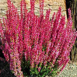 Вереск обыкновенный Red Marlies