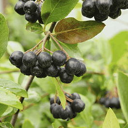 Арония сливолистная Nero