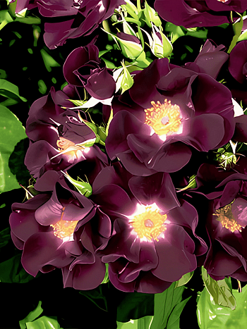 Роза Плетистая Night Owl