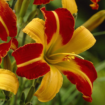 Лилейник гибридный Франс Халс