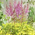 Астильба китайская Color Flash Lime