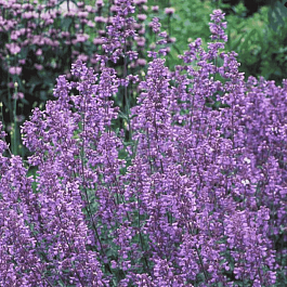 Котовник Фассена