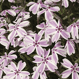 Флокс шиловидный Kimono