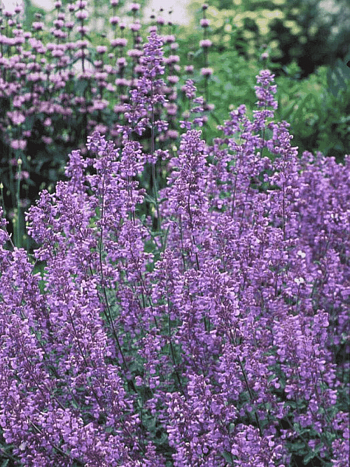 Котовник Фассена