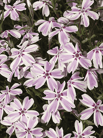 Флокс шиловидный Kimono