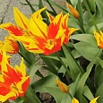 Тюльпан Fire Wings