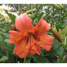 Лилия азиатская Сэлмон Флейвор НАБОР 2ШТ (2+2)