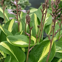 Хоста Broad Street