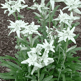 Эдельвейс альпийский Matterhorn