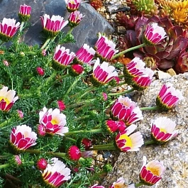 Анациклюс прижатый Silberkissen