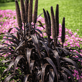 Пеннисетум Purple Baron