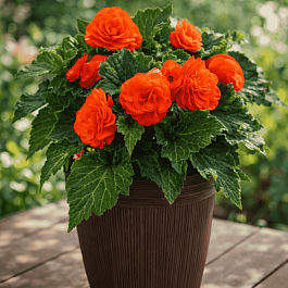 Бегония клубневая Nonstop Salmon