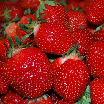Земляника садовая Верити